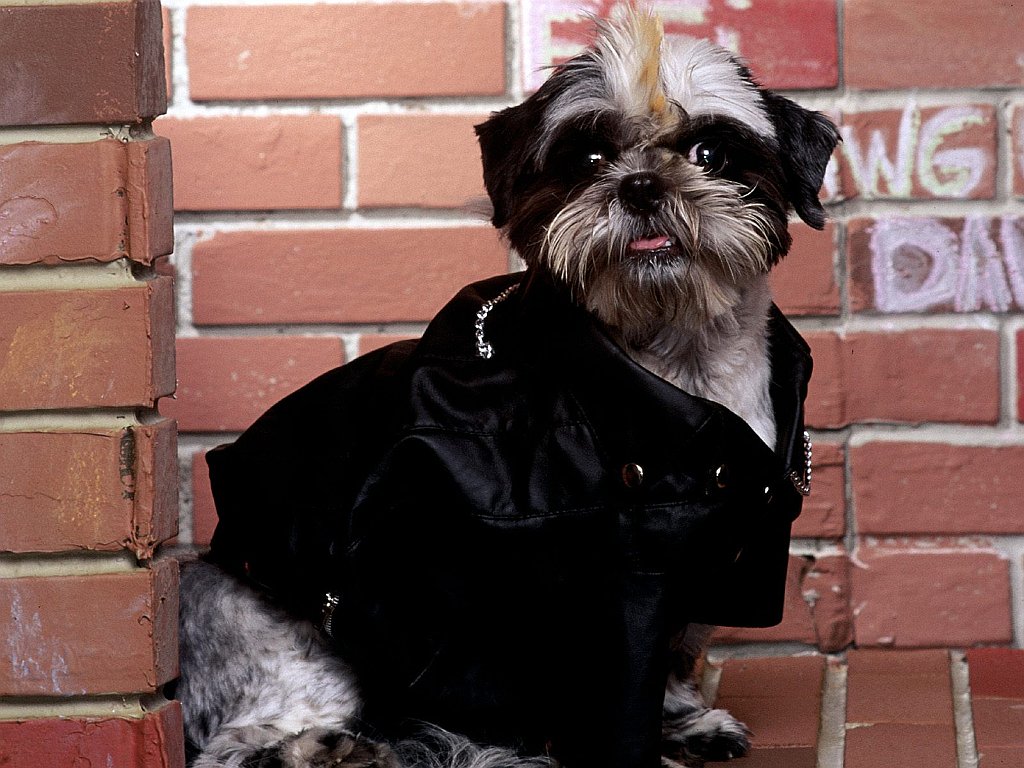 Billy, Shih Tzu